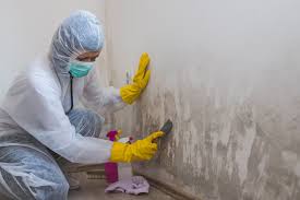 Best Mold Remediation for Healthcare Facilities  in Murphys Estates, SC